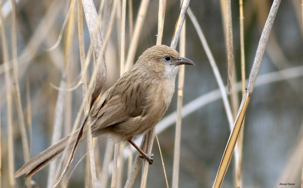 Iraq Babbler — Ana fotoğraf
